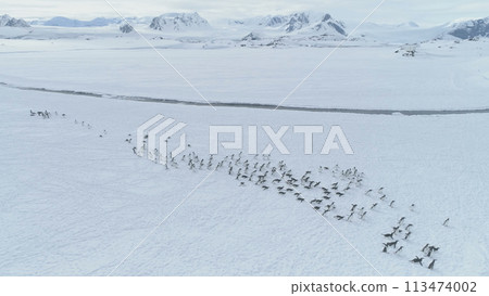 Antarctica Aerial Flight Over Moving Penguins Colony. Drone Turn Overview. Snow Winter Landscape. Gentoo Penguins Walking On Snow Covered Land. Mighty Polar Mountains Background. Wildlife. 113474002