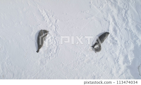 Antarctica Weddell Seal Family Top Down Aerial View. Baby and Mother Polar Animal and Parent Rest on Snow Covered Surface Landscape. Arctic Wildlife Behavior Drone Flight Antarctica Weddell Seal Family Top Down Aerial View. Baby and Mother Polar Animal and Parent Rest on Snow Covered Surface Landscape. Arctic Wildlife Behavior Drone Flight 113474034