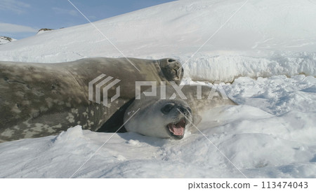 Close-up Baby, Adult Seal On Snow Antarctica Land. White Winter Landscape. Funny Of Close-up Seal Muzzle Towards The Camera. Behavior Of Wild Marine Animals. Antarctic Continent. 113474043