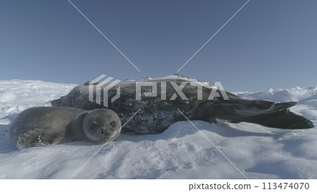Baby Weddell sea seal. Close-up of cute face. Antarctic funny wild animal enjoy sun light play on snow covered landscape. South Pole wildlife concept. Static 113474070