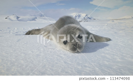 Baby Weddell Seal On Antarctica Snow Land Close-Up. Polar Landscape. Cute Puppy Lying On The Frozen Ground And Yawning. Habits Of Wild Animals. Antarctic Continent. Funny. Baby Weddell Seal On Antarctica Snow Land Close-Up. Polar Landscape. Cute Puppy Lying On The Frozen Ground And Yawning. Habits Of Wild Animals. Antarctic Continent. Funny. 113474098