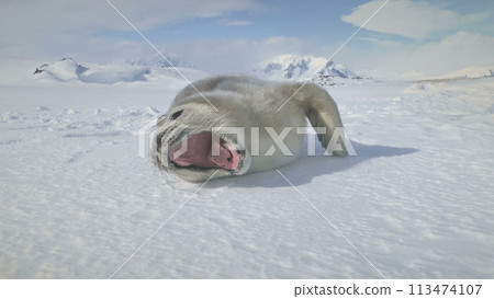 Close-Up Weddell Seal Baby On Antarctica Snow Land. Polar Landscape. Cute Puppy Lying On The Frozen Ground And Yawning. Habits Of Wild Animals. Antarctic Continent. Funny. Close-Up Weddell Seal Baby On Antarctica Snow Land. Polar Landscape. Cute Puppy Lying On The Frozen Ground And Yawning. Habits Of Wild Animals. Antarctic Continent. Funny. 113474107
