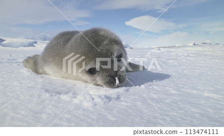 Baby Weddell seal close-up. Antarctica winter landscape. Snow plays. Behavior of wild marine animals in virgin untouched nature. Towards the camera. Slow motion. 113474111