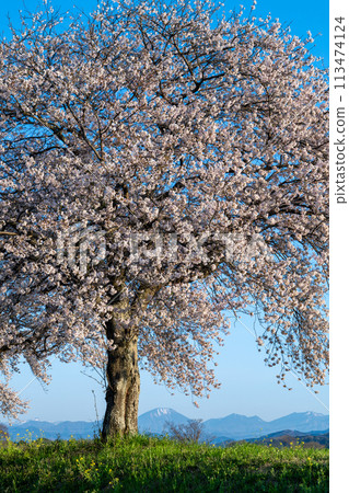 Cherry blossoms in full bloom and snowy mountains under a blue sky (Omoigawa, Tochigi City) Cherry blossoms in full bloom and snowy mountains under a blue sky (Omoigawa, Tochigi City) 113474124