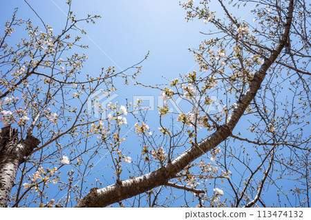 Somei-Yoshino cherry blossoms starting to bloom under the blue sky 113474132