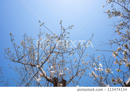 Somei-Yoshino cherry blossoms starting to bloom under the blue sky 113474134