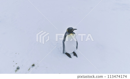 Lone King Penguin Wave Wing Antarctica Aerial View. Antarctic Polar Wildlife Habitat Eternal Frost Extreme Wild Nature Snow Landscape. Drone Top Overview 113474174