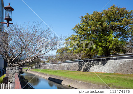 熊本城長邊街染井吉野櫻花盛開 113474176