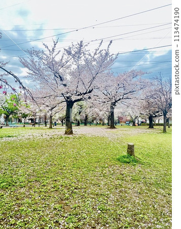 Scenery with cherry blossoms Scenery with cherry blossoms 113474190