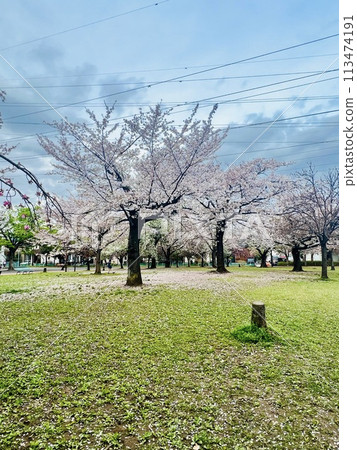 Refreshing spring blue sky and cherry blossoms in full bloom Refreshing spring blue sky and cherry blossoms in full bloom 113474191