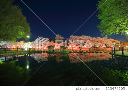 Cherry blossoms at night 113474205