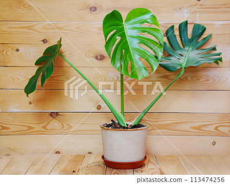 Monstera in a white pot on a wooden background. houseplant.  113474256