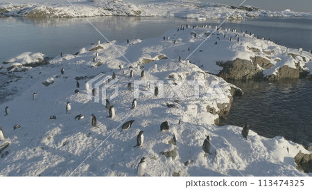 Penguins stand on a snow-covered island. Gentoo penguin colony rest on frozen ice rock shore. South wildlife bird group. 113474325