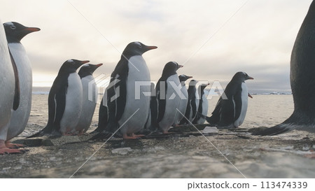 Gentoo Penguin Stand on Frozen Ice Rock Shore. Antarctic Wildlife Animal. South Arctic Bird Group Come on Sea Beach Out Cold Water Close-up Locked-off 113474339