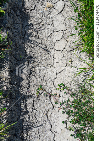 The surface of the earth, cracked from drought, is light in color, surrounded on both sides by green wild grass. Vertical photo The surface of the earth, cracked from drought, is light in color, surrounded on both sides by green wild grass. Vertical photo 113474470