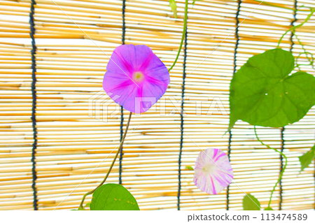 Morning glory morning glory morning glory 113474589