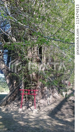 A sacred ginkgo tree and a small shrine in spring 113474913