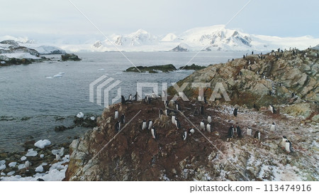 Gentoo Penguin Colony Standing On Rock Hill Aerial. Antarctica Wildlife Nature Scenery Landscape. Polar Bird Animal Group Standing on Harsh Mountain Coast Drone Top 113474916
