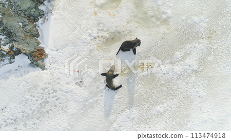 Fur Seal Family on Snow Surface Top Down View. Antarctic Wildlife Nature Scene Landscape. Polar Arctic Mammal Animal Wild Environment Behaviour Drone Aerial Fur Seal Family on Snow Surface Top Down View. Antarctic Wildlife Nature Scene Landscape. Polar Arctic Mammal Animal Wild Environment Behaviour Drone Aerial 113474918