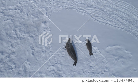Weddell Seal Family Rest Aerial Top Down View. Arctic Crabeater Colony Lie on Winter Snow Covered Ocean Surface in Antarctica Frozen Peninsula Drone Flight Above 113474943