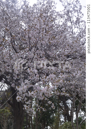 春天的花：櫻花2號（大島櫻花） 113475001