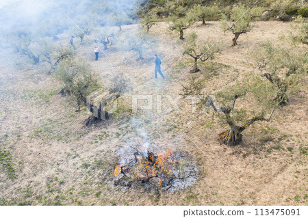 farmers burning branches in an olive grove. Aerial view. 113475091