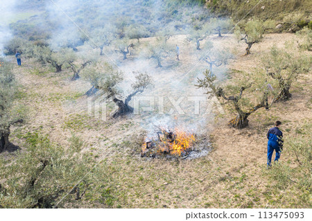 farmers burning branches in an olive grove. Aerial view. farmers burning branches in an olive grove. Aerial view. 113475093