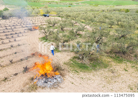 farmers burning branches in an olive grove. Aerial view. farmers burning branches in an olive grove. Aerial view. 113475095