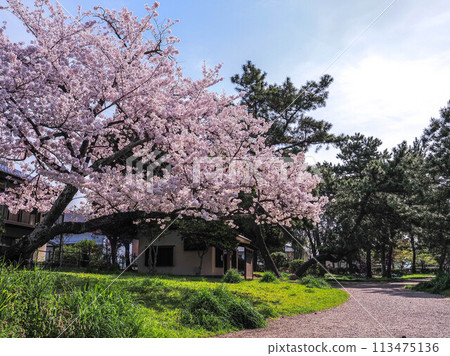 Hyogo Prefecture Kakogawa City Kakurinji Temple Kakurinji Park Cherry Blossoms Hyogo Prefecture Kakogawa City Kakurinji Temple Kakurinji Park Cherry Blossoms 113475136