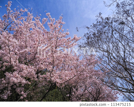 兵庫縣加古川市覺林寺覺林寺公園櫻花 113475215