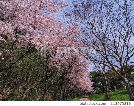 兵庫縣加古川市覺林寺覺林寺公園櫻花 兵庫縣加古川市覺林寺覺林寺公園櫻花 113475216