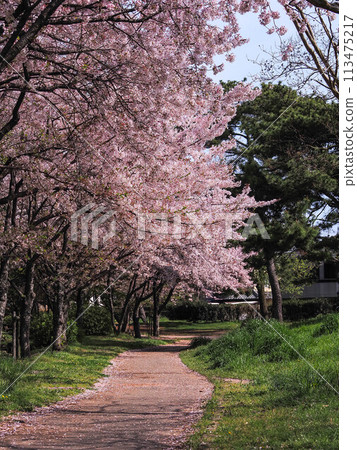 兵庫縣加古川市覺林寺覺林寺公園櫻花 兵庫縣加古川市覺林寺覺林寺公園櫻花 113475217