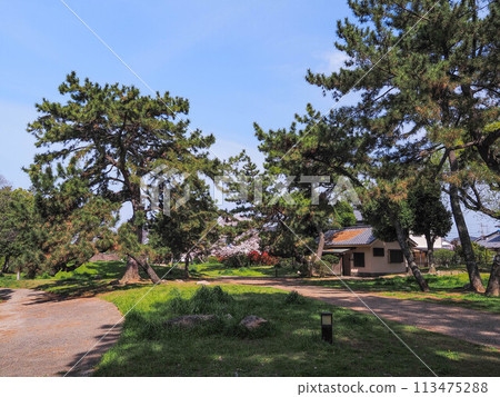 兵庫縣加古川市覺林寺覺林寺公園櫻花 113475288
