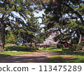 兵庫縣加古川市覺林寺覺林寺公園櫻花 113475289