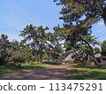 兵庫縣加古川市覺林寺覺林寺公園櫻花 113475291