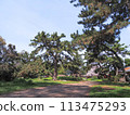 兵庫縣加古川市覺林寺覺林寺公園櫻花 113475293
