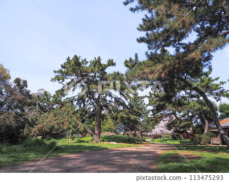 兵庫縣加古川市覺林寺覺林寺公園櫻花 兵庫縣加古川市覺林寺覺林寺公園櫻花 113475293