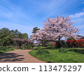 兵庫縣加古川市覺林寺覺林寺公園櫻花 113475297