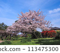 兵庫縣加古川市覺林寺覺林寺公園櫻花 113475300
