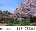 兵庫縣加古川市覺林寺覺林寺公園櫻花 113475304