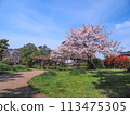 兵庫縣加古川市覺林寺覺林寺公園櫻花 113475305