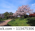 兵庫縣加古川市覺林寺覺林寺公園櫻花 113475306