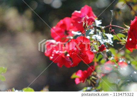 Arao City Ominous Citizen Flower Bed Rose Flower, Arao City Ominous Citizen Flower Bed Rose Flower, 113475322