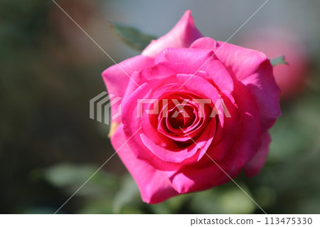 Arao City Ominous Citizen Flower Bed Rose Flower, Arao City Ominous Citizen Flower Bed Rose Flower, 113475330