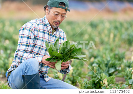 Elderly man working in the fields 113475402