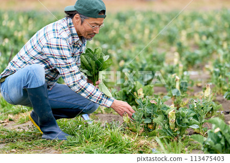 Elderly man working in the fields 113475403