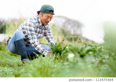 一位老人在田間辛勤工作 113475404
