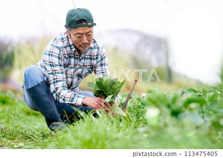 Elderly man working in the fields 113475405