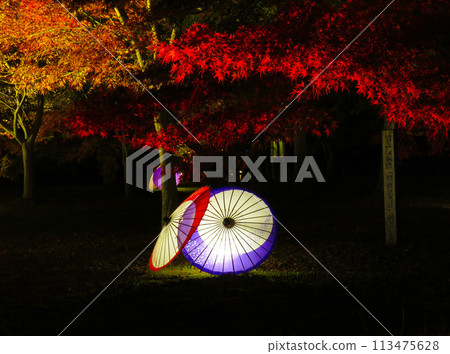 岡山後樂園的燈光楓樹與日本傘 113475628