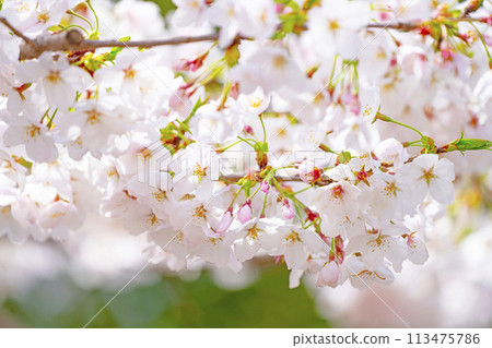 Cherry tree in full bloom Cherry tree in full bloom 113475786